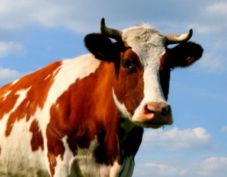 Як впливає на вміст лактози в молоці корів сухостійний період